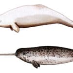 Narwhals have very senstive tusks with millions of nerve endings. 