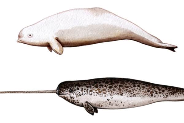 Narwhals have very senstive tusks with millions of nerve endings. 
