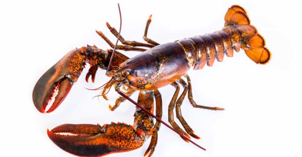 How long do lobsters live?