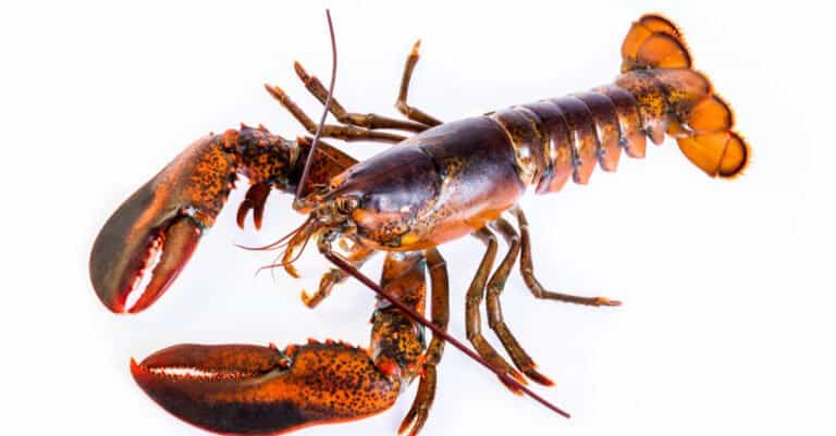Oldest Lobster - Large Canadian Lobster