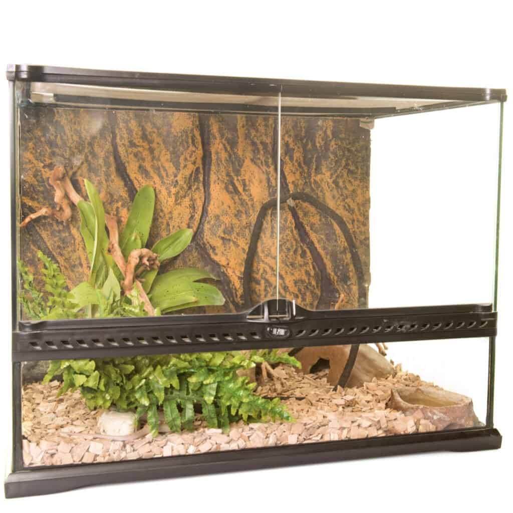 Crested Gecko Enclosure - Terrarium