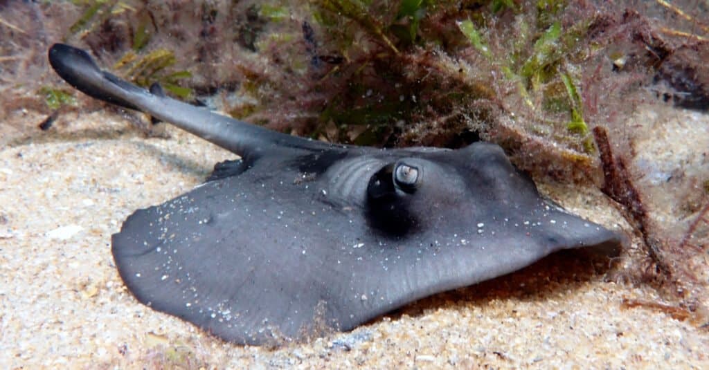 Largest Stingray - Stingaree