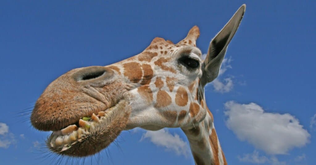 giraffe smiling with teeth