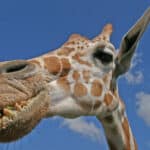Giraffes, like humans, possess 32 teeth, but have most of them located at the back of their mouths.