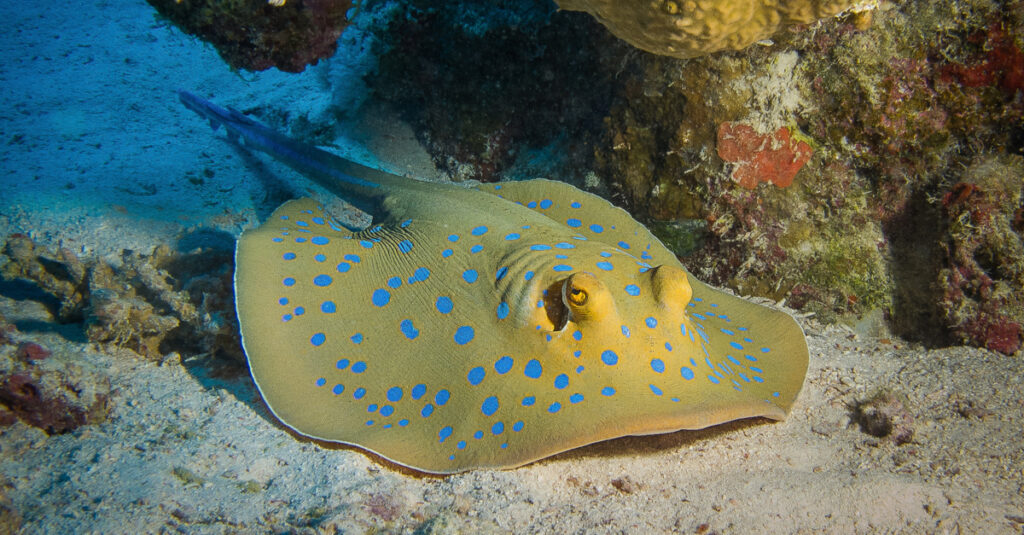 Largest stingrays - Whiptail Stingray