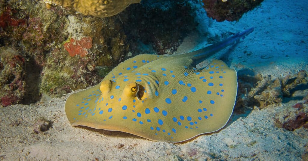 Largest stingrays - Whiptail Stingray