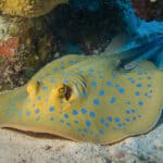 The bluespotted ribbontail ray, which belongs to the whiptail stingray family 