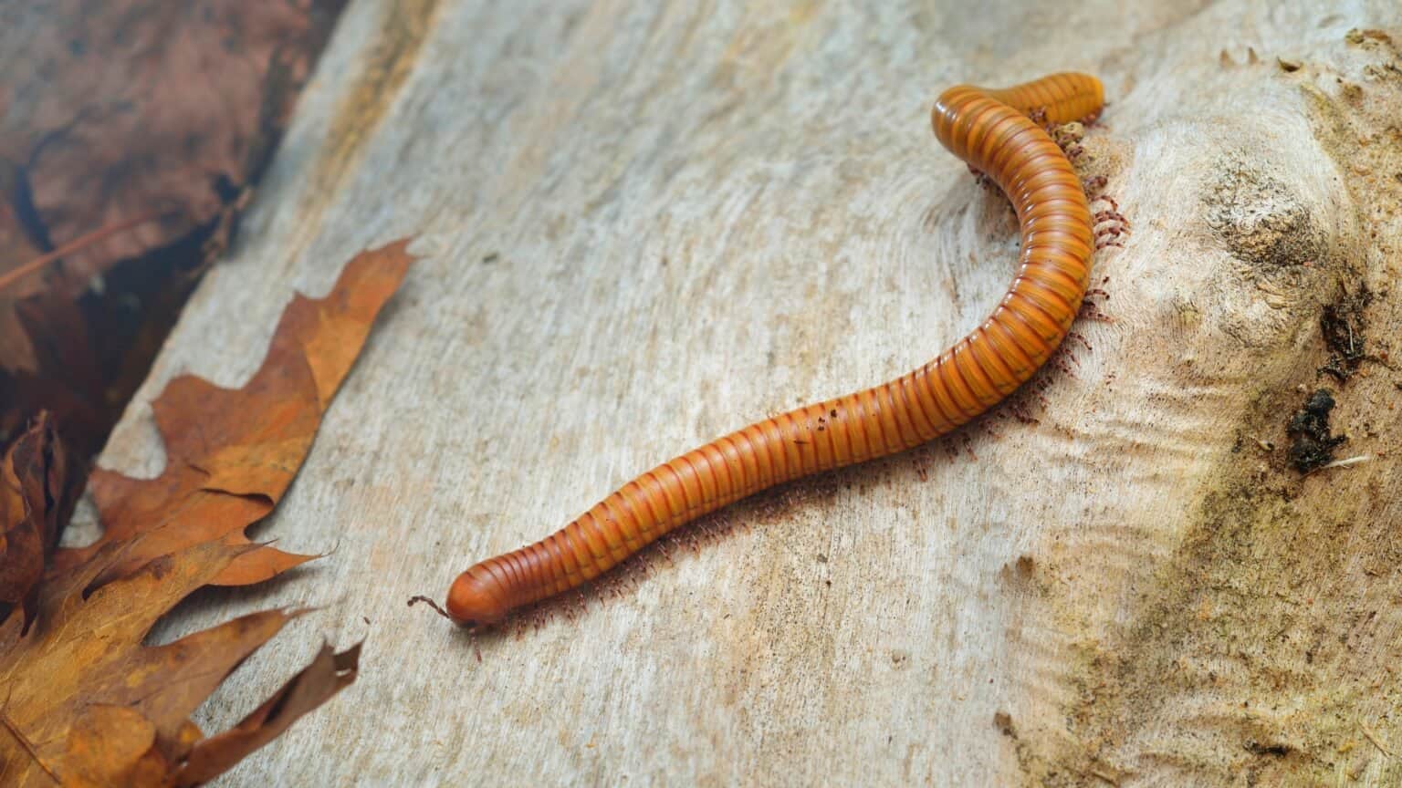 What Do Millipedes Eat? 9 Surprising Meals - AZ Animals