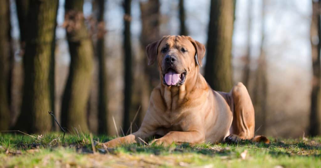 what is the largest bullmastiff ever recorded