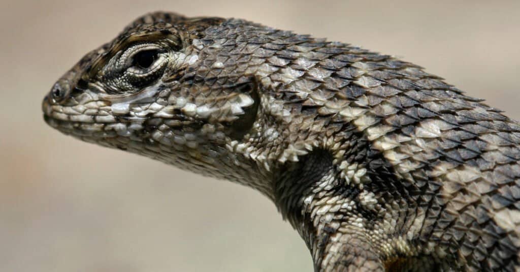 What do blue belly lizards eat - Up close on face