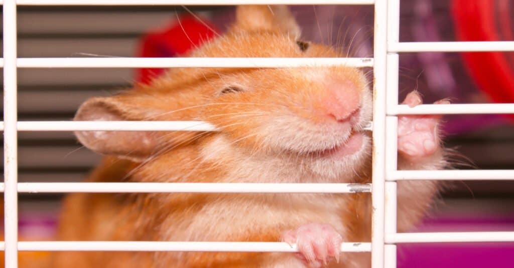 Why do hamsters outlet chew on cage