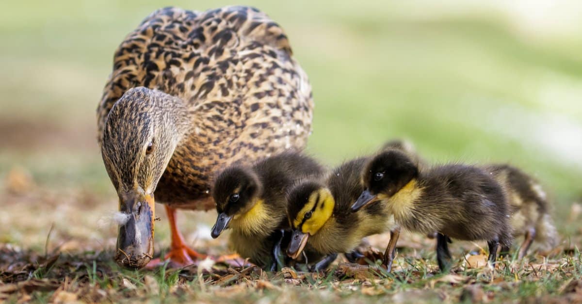 What do ducklings eat - mom and baby ducks