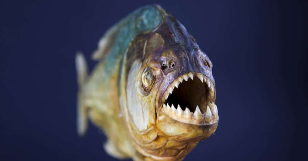 Cá Piranha ăn gì - Răng cá Piranha