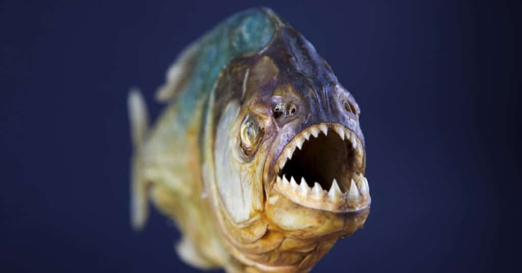 piranha fish eat cow