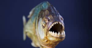 Watch Insatiable Piranhas Gobble Up Chicken Wings in an Instant photo