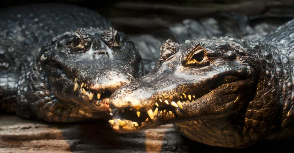 See the Remarkable Boat Like Speed of a Black Caiman Whipping Through a ...