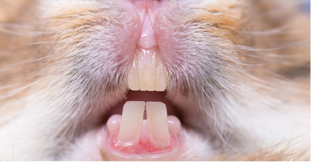 Rabbit Teeth - Incisors