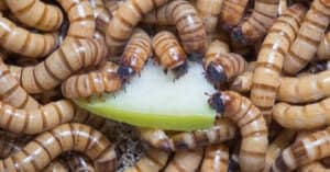 What Do Superworms Eat? 10 Foods to Consider Picture