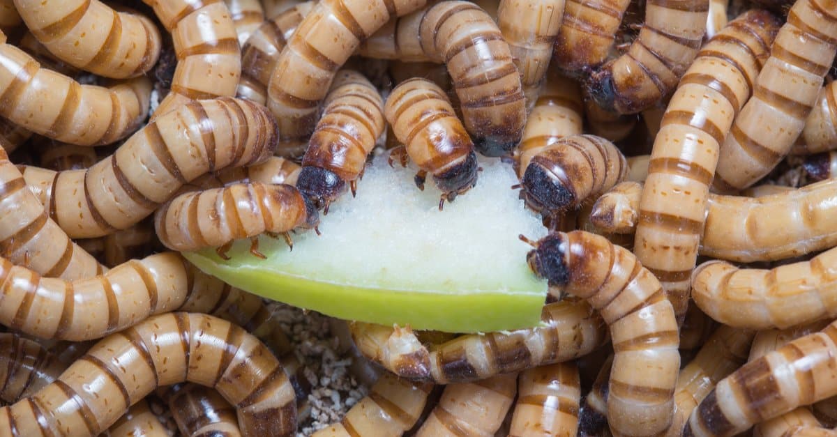 What Do Superworms Eat? 10 Foods to Consider - AZ Animals