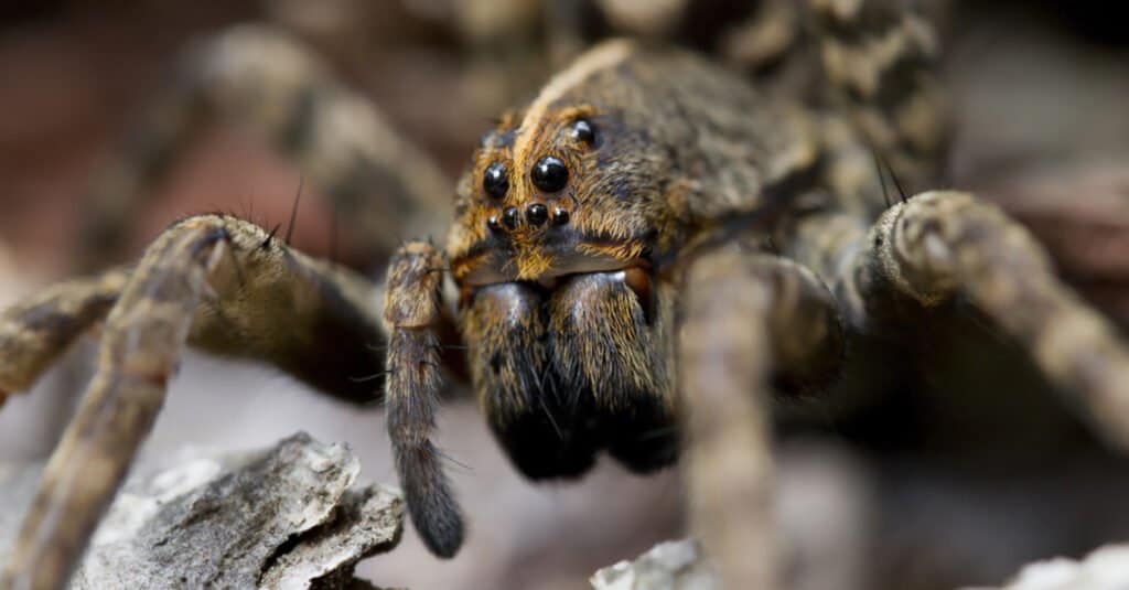 La plus grande araignée-loup - Carolina Wolf Spider