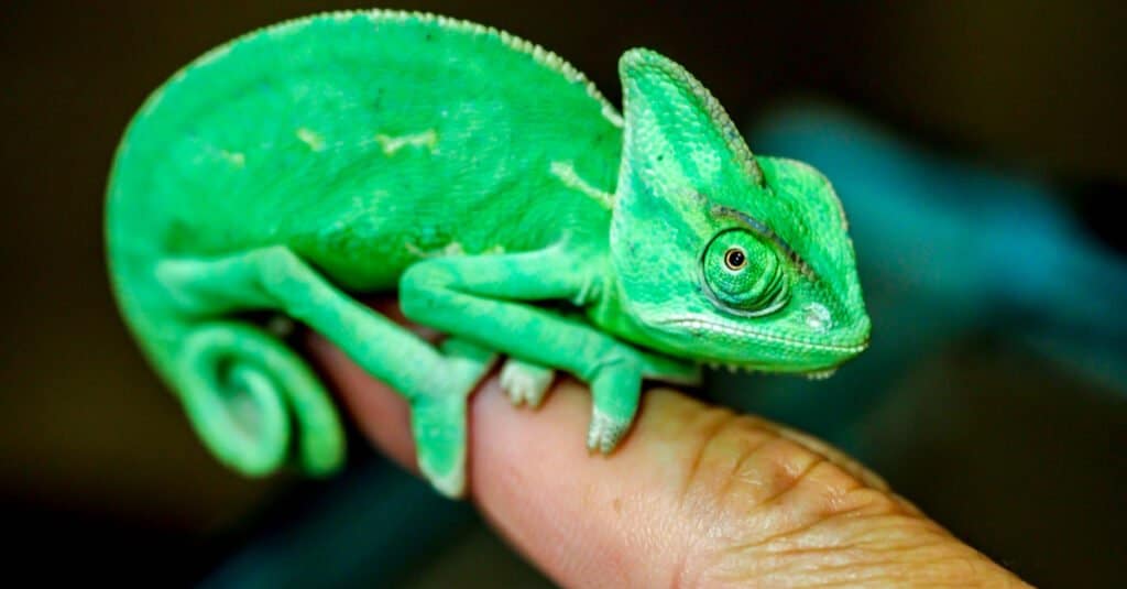 baby chameleon on fingertip
