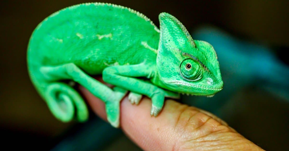 How Big Do Chameleons Get? - IMP WORLD