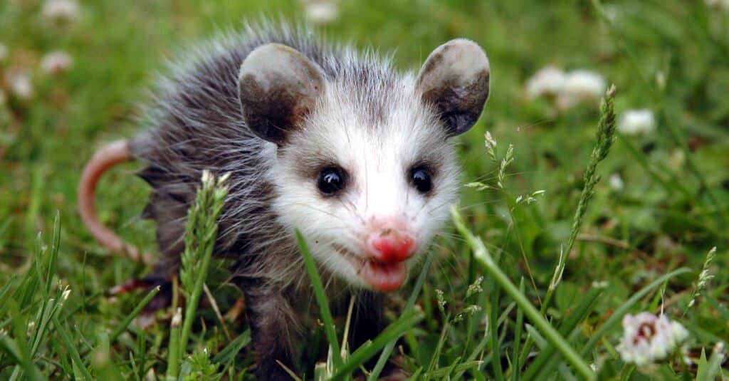 Possum baby surprised