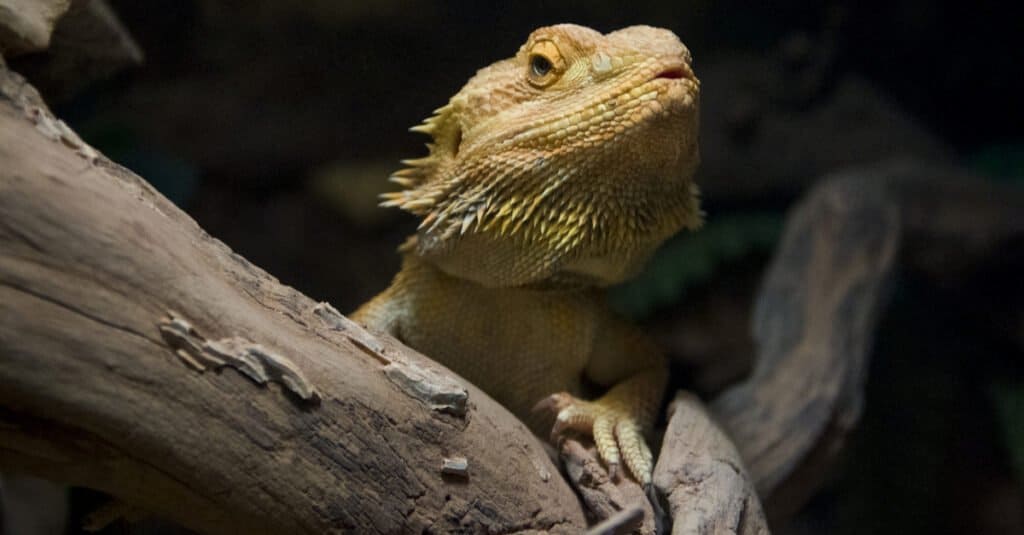 melanistic bearded dragon