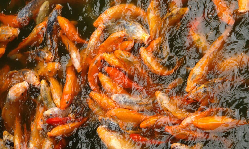 can-goldfish-eat-betta-food-exploring-nutrition-and-health-implications