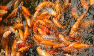 World Record Goldfish: Discover the World’s Largest Goldfish Picture