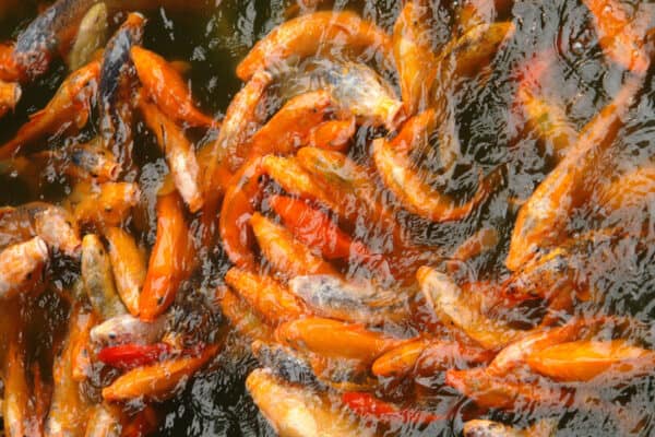 Goldfish are omnivores that eat plants and insect.