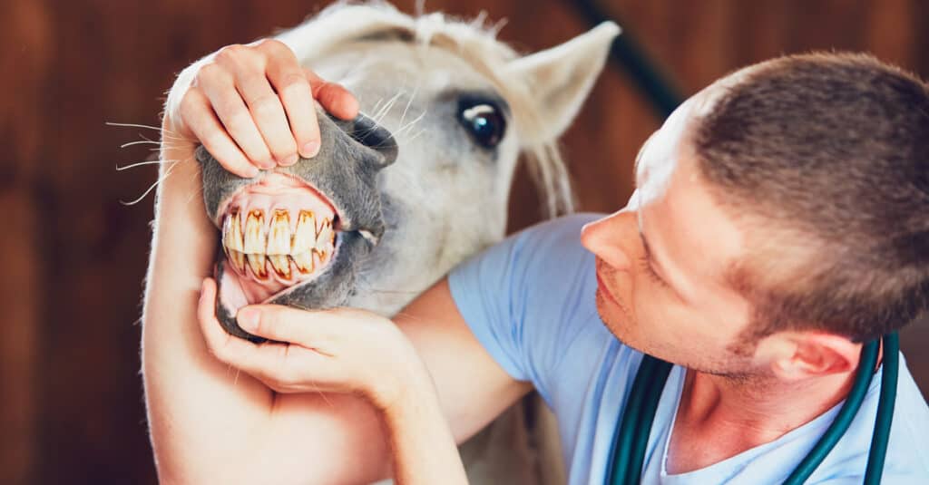 Horse Teeth - Seorang dokter hewan memeriksa gigi kuda