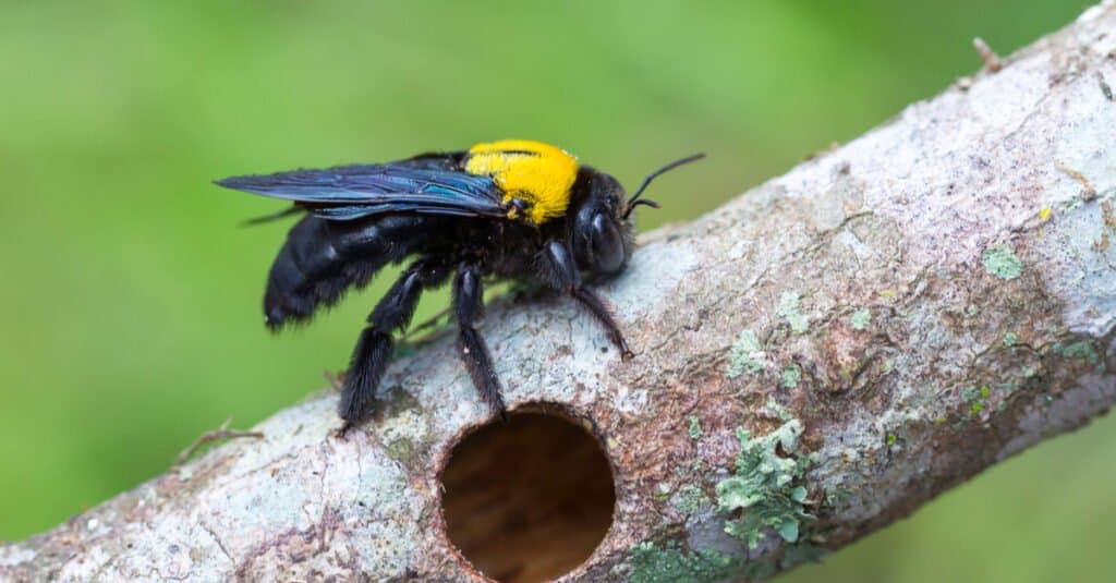 Carpenter next to a hole made in a tree is a striking visual reminder of the damage that these insects can inflict on wood structures. 