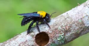 Male vs Female Carpenter Bee: What are the Differences? Picture