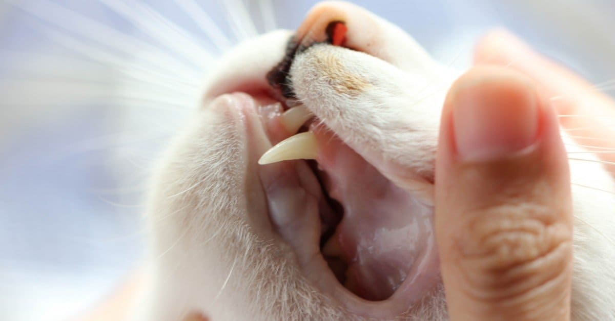 how many teeth do cats have in their mouth