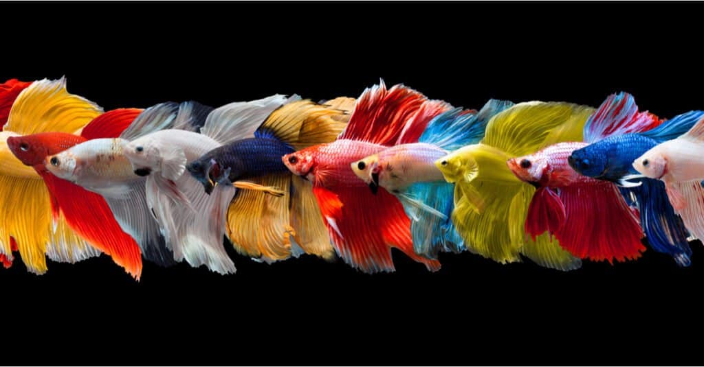 life cycle of a betta fish