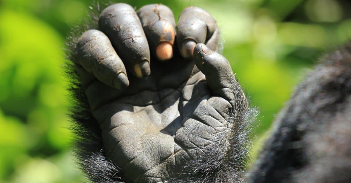Gorilla Hands vs. Human Hands: What's the Difference? - AZ Animals