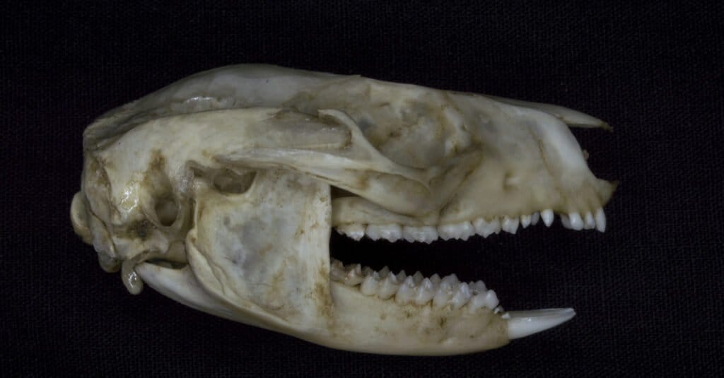 Opossum Skull - Side View