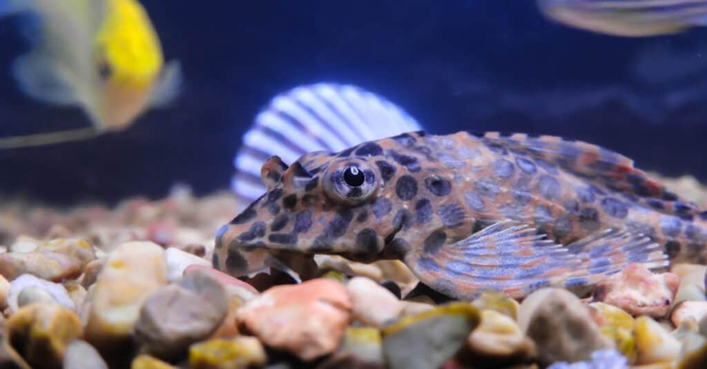 Plecos (Cá mút) ăn gì - Pleco trong Thủy cung