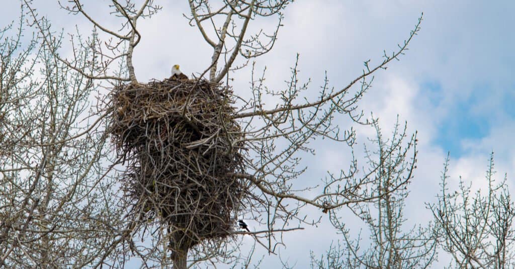 giant baby eagle nest