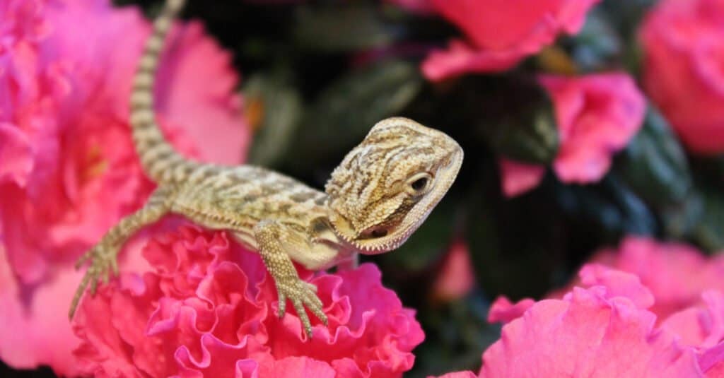 bearded dragon baby