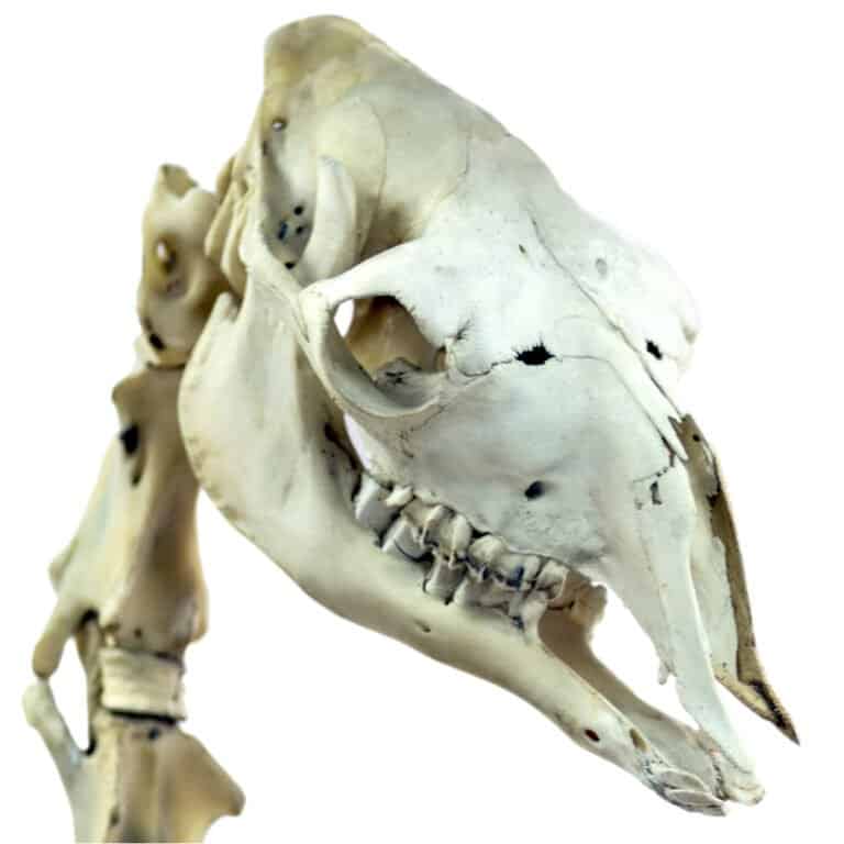 Camel Teeth - Camel Skull