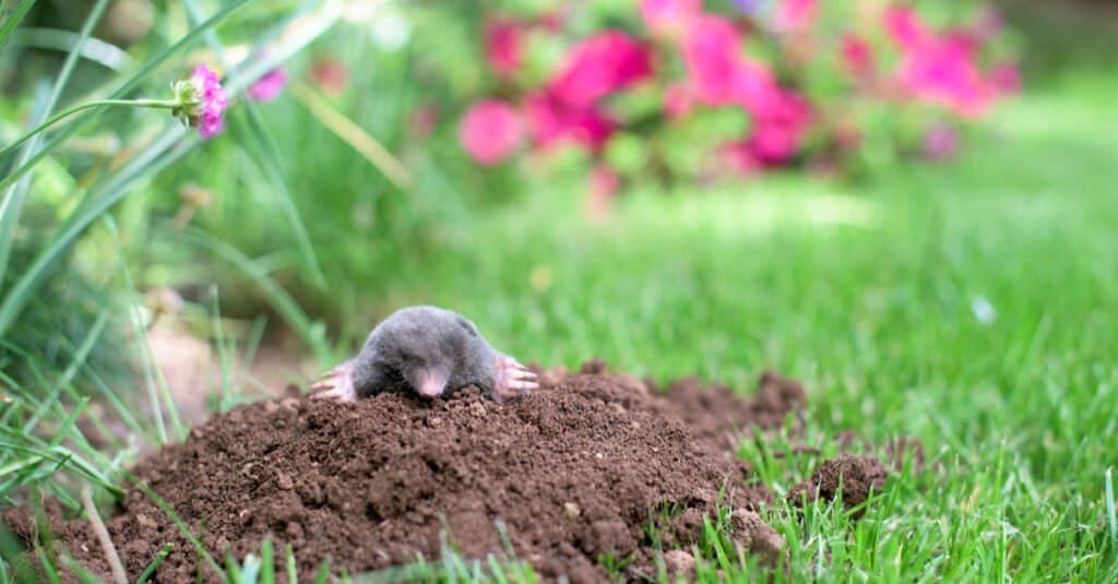 What's a Baby Mole Called & 4 More Amazing Facts! - AZ Animals