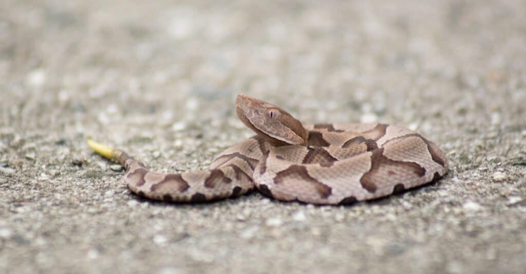 baby rattlesnake closeup
