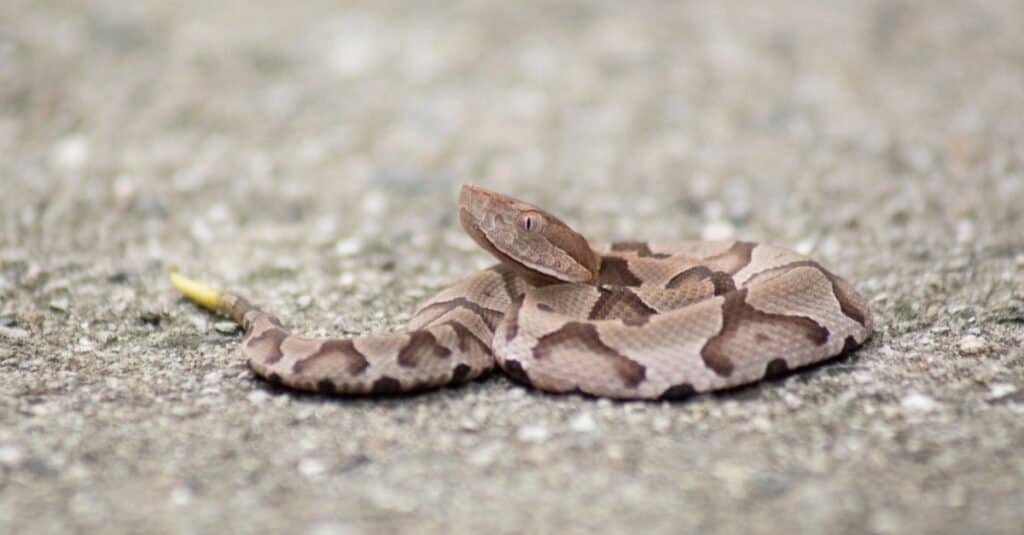 Copperhead snakes are active in the late summer and fall when baby copperheads are born.