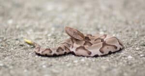 Baby Rattlesnakes: 5 Amazing Facts & 5 Pictures Picture