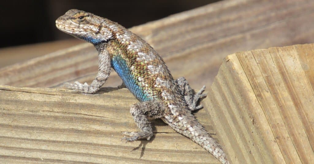 What Do Blue Belly Lizards Eat - On a Fence Post