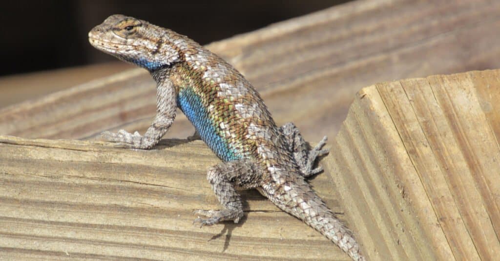 What Do Blue Belly Lizards Eat - On a Fence Post 