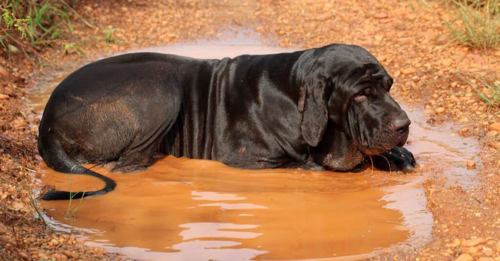 how big will my mastiff get