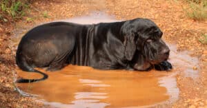 The 10 Largest Mastiffs Breeds From Around The World Picture